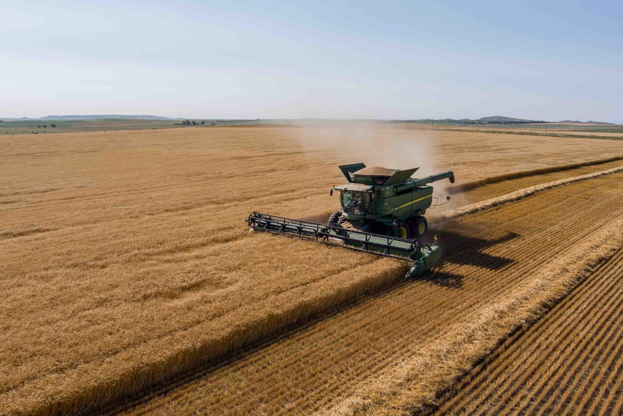 green combine harvesting a wheat field